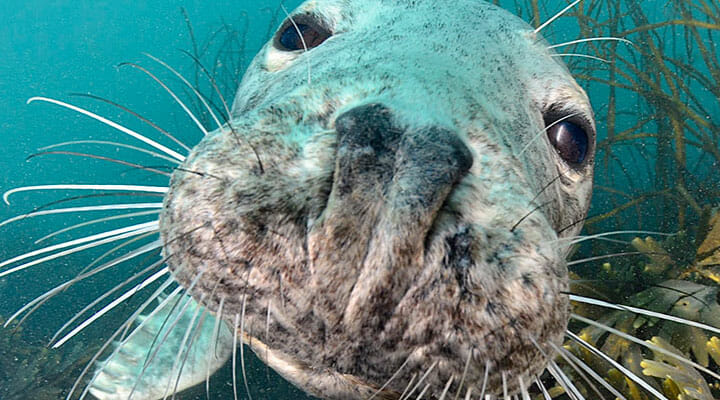 Snorkelling in Northumberland with seals